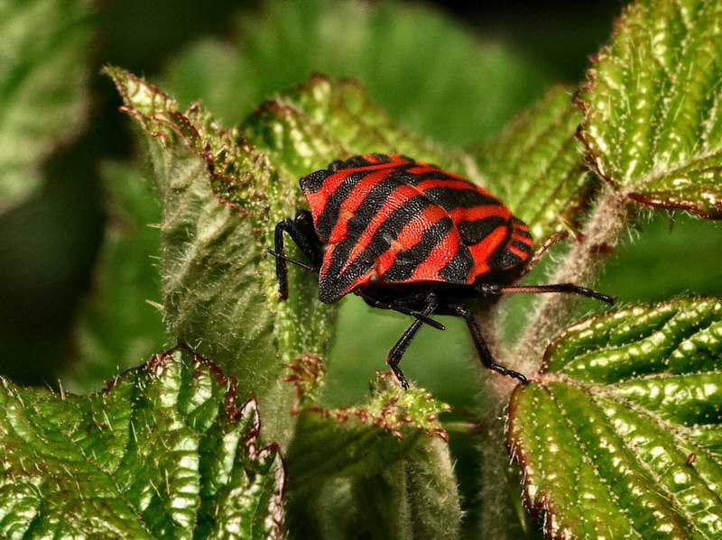 seutelere rayee-01.jpg